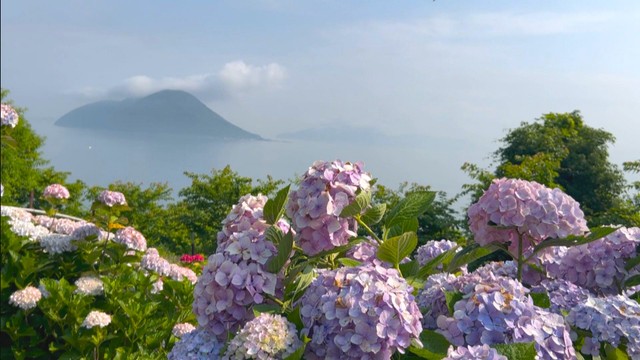 志々島「天空の花畑」のアジサイが見頃　90歳の孝子おばあちゃんと家族が手入れ　香川・三豊市