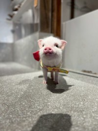 海外からのお客さんも多いそう