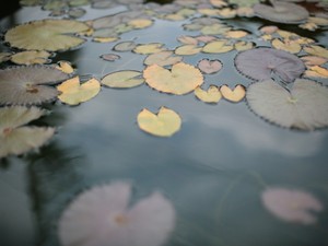 「毛深いんだね」愛しの彼が言ったから　私はその日、初めて毛を剃った