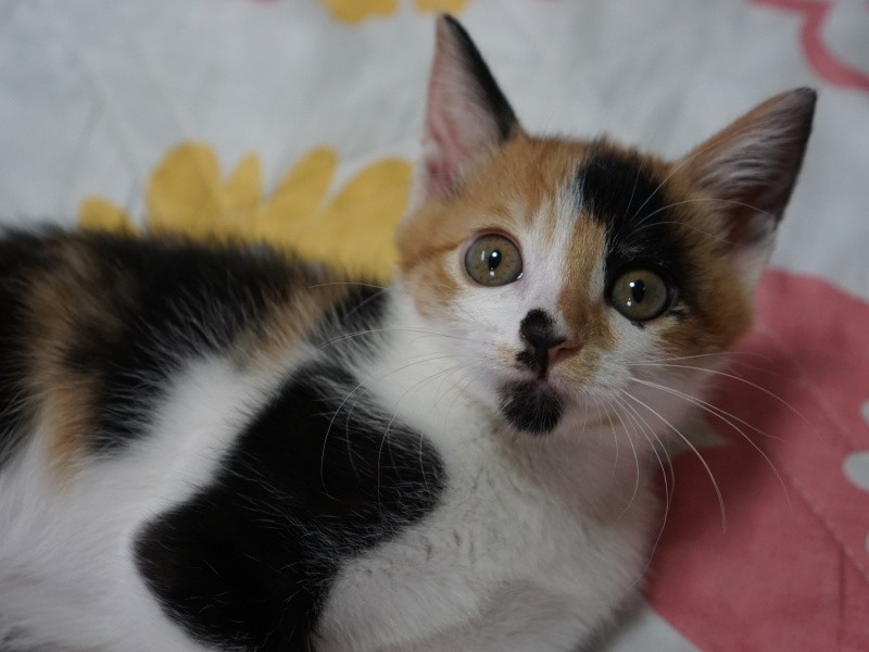 「これからもどんどん可愛くなるつもり」