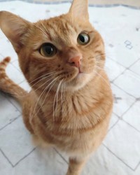 お座りだってできるにゃ