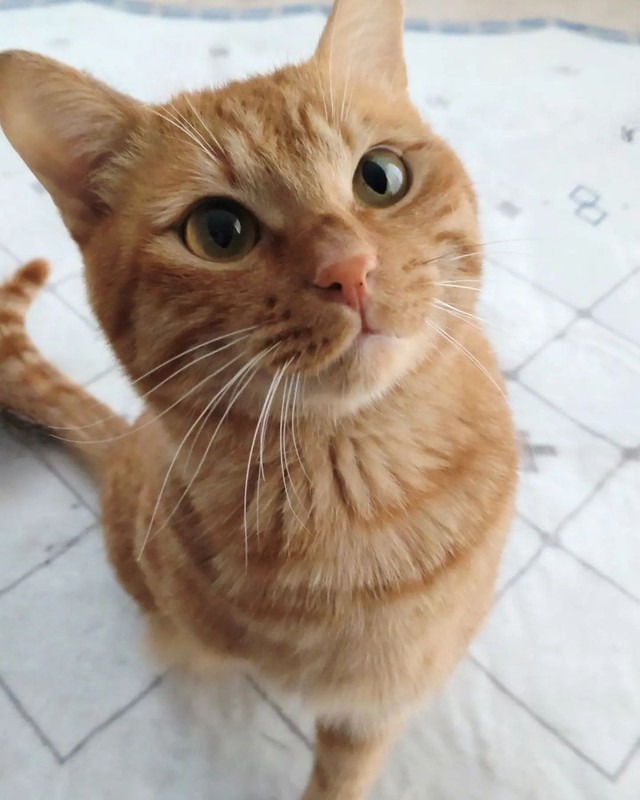 赤猫にゃー様6㎜スティーブと1.75㎜ケーンの2点