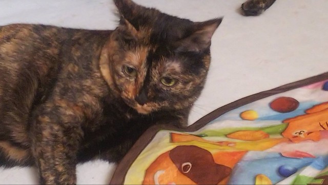 お気に入りのおもちゃで遊ぶ＝ねこママさん（@sanaemama4422）提供