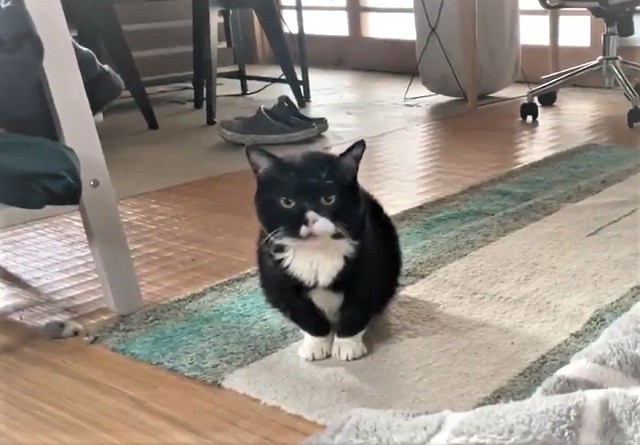 SNS上で独特な風貌で人気急上昇中の猫「もんた」くん。鳴いている動画が「猫とは思えない鳴き声」と話題になった（提供画像）