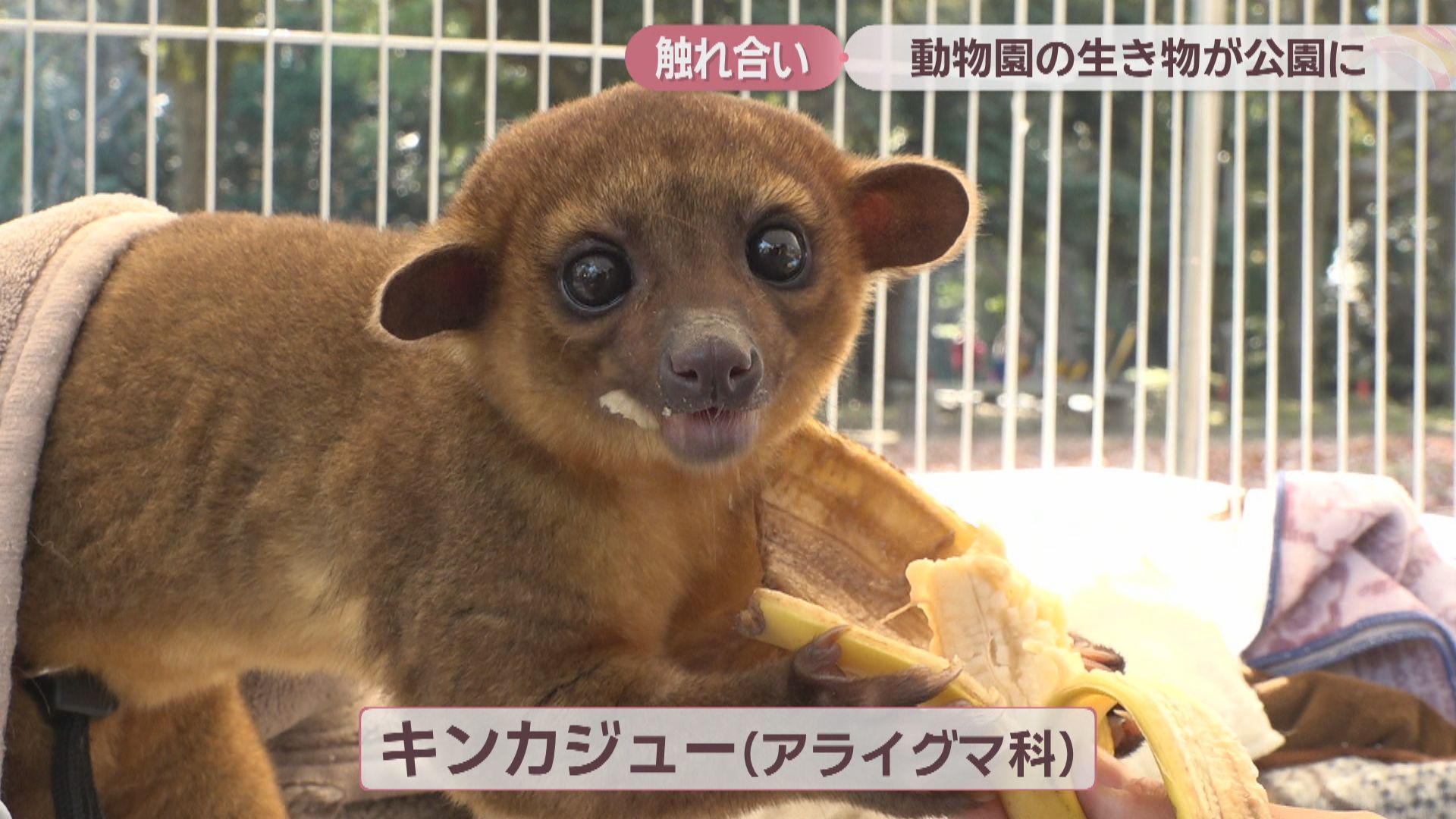 しろとり動物園の動物が高松市の公園に 子どもたちがキンカジューなど