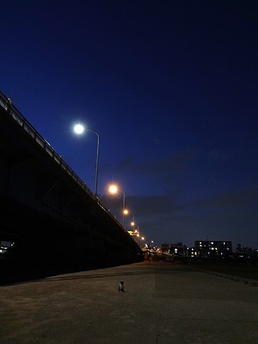 太田さんが今も猫の保護を続ける多摩川（大田区）の河川敷
(C)太田康介