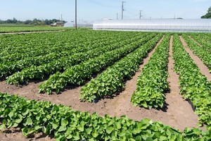 農地を相続したら届出が必要？　相続したくないときの対処法も解説