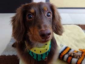 ぽちっとしたい麻呂まゆ、カニンヘンダックスフントの「アイン」