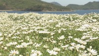輝くマーガレットと瀬戸内海を一望！フラワーパーク浦島で約8000株が5月上旬満開見込み　香川・三豊市