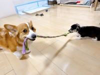 最年少のサンゴちゃんと引っ張りっこして遊ぶニックくん（画像提供：紫月さん）