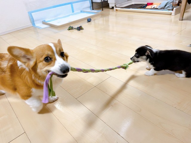 最年少のサンゴちゃんと引っ張りっこして遊ぶニックくん（画像提供：紫月さん）