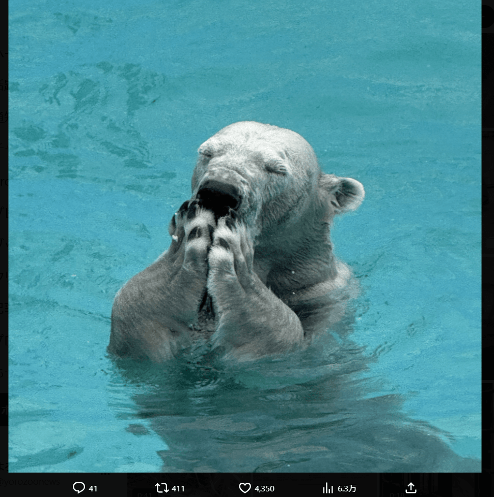 釧路市動物園の公式X（@kushirozoo）より