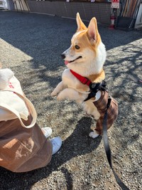 元気いっぱいに立ち上がる！（提供：みらくさん）