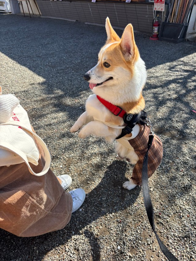 元気いっぱいに立ち上がる！（提供：みらくさん）