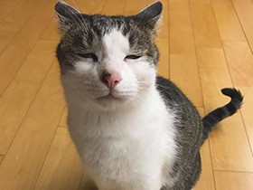 用事があるときは足元にきておしゃべりするよ　キジ白の「くう」　