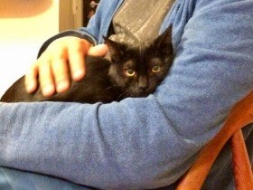 なつかない黒猫と奇跡の一枚　煮干し作戦、超微速で接近中