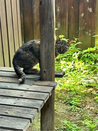 隣の空き家が取り壊しになるため保護を決意（おすよさん提供、写真は自宅縁側にて）