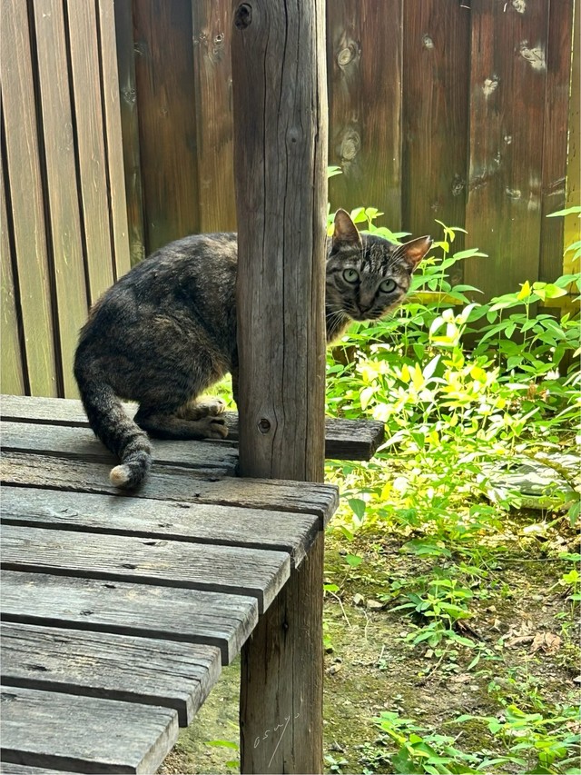 隣の空き家が取り壊しになるため保護を決意（おすよさん提供、写真は自宅縁側にて）