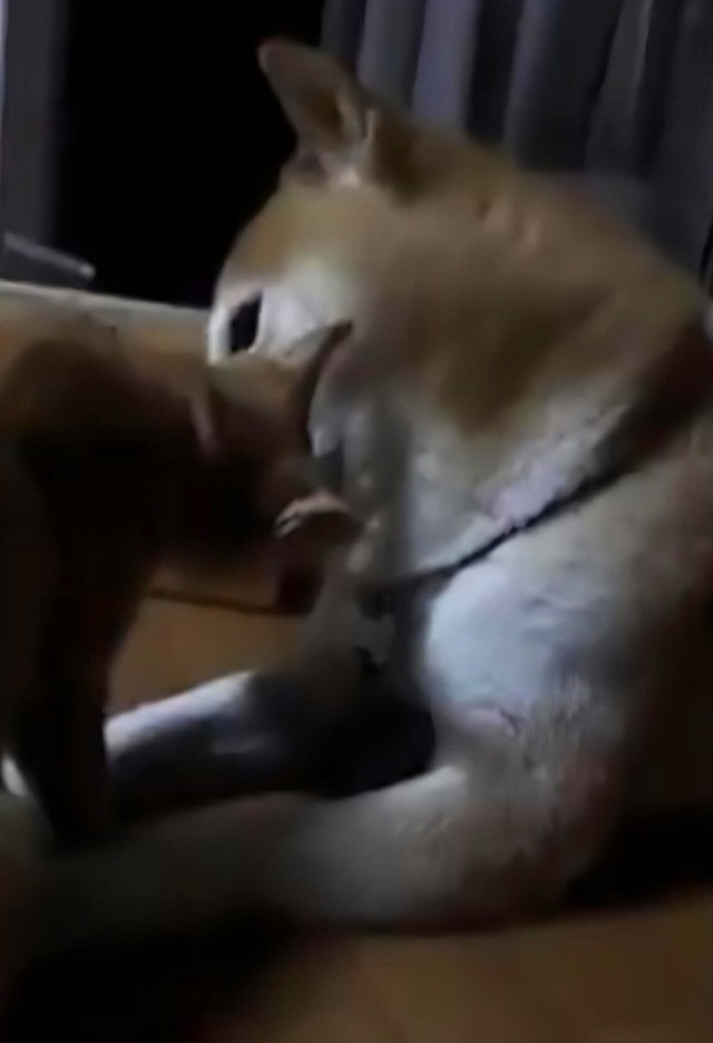熱を出したちまきくをペロペロするエンくん（「柴犬エンと猫のちまき」さん提供、Instagramよりキャプチャ撮影）