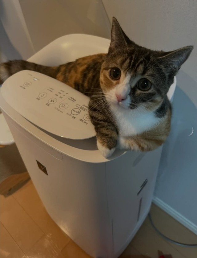 ここは、かぜがきもちいいにゃ！（飼い主さん提供、Instagramよりキャプチャ撮影）
