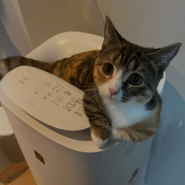 ここは、かぜがきもちいいにゃ！（飼い主さん提供、Instagramよりキャプチャ撮影）