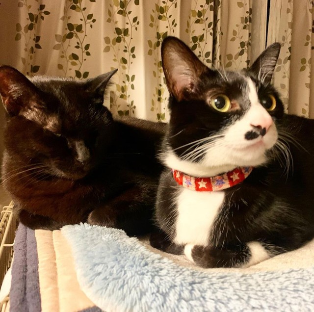 サスケくんとは兄弟のよう