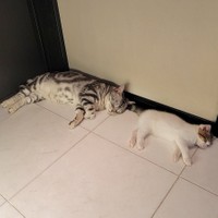 壁際で眠る姿もシンクロ！（提供：わらよも！アメショわらび&スコよもぎ さん）