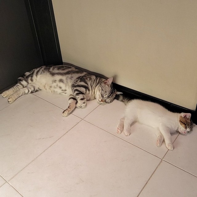 壁際で眠る姿もシンクロ！（提供：わらよも！アメショわらび&スコよもぎ さん）