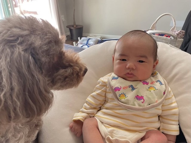 少しずつ距離を縮めていくシニア犬のりんたろう君とぜん君（提供：@___zenworldさん）
