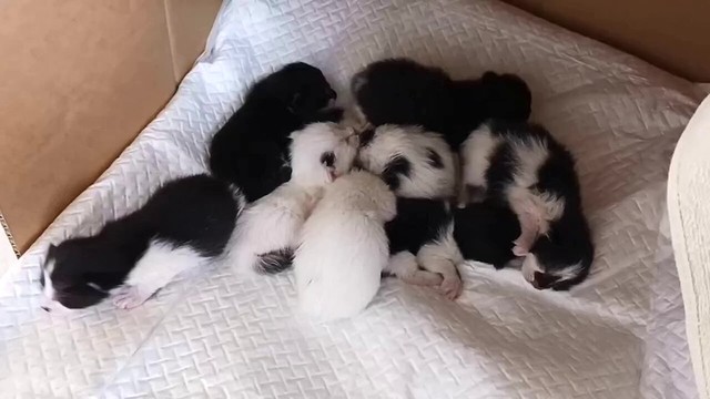 保護した妊婦猫が産んだ8匹の子猫たち。子猫たちの「家族探し」の結果は…？（画像提供：黒猫クロさん）