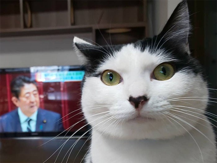 テレビの前でおすまし