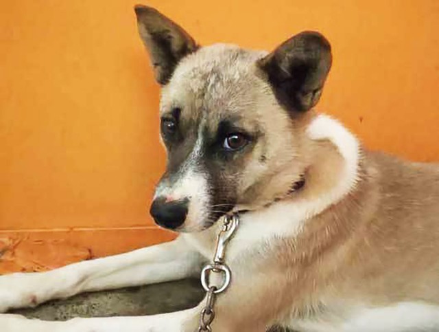 保護当初のポン吉。怯えた目で人間を見ていました