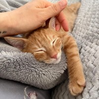 「可愛いね〜、大好きだよ〜」って撫でてくれるにゃ