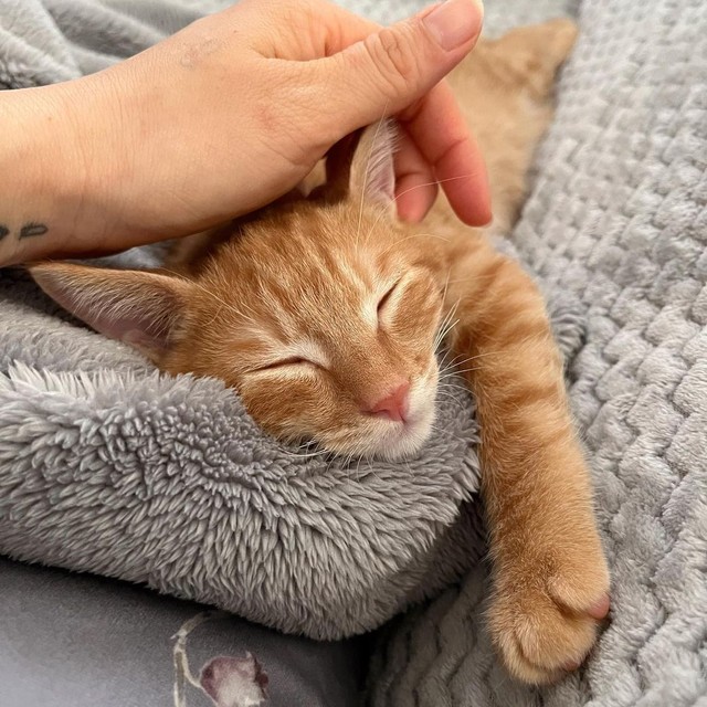 「可愛いね〜、大好きだよ〜」って撫でてくれるにゃ