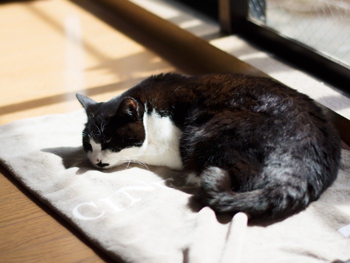 「はあ疲れた、ねんね」（小林写函撮影）