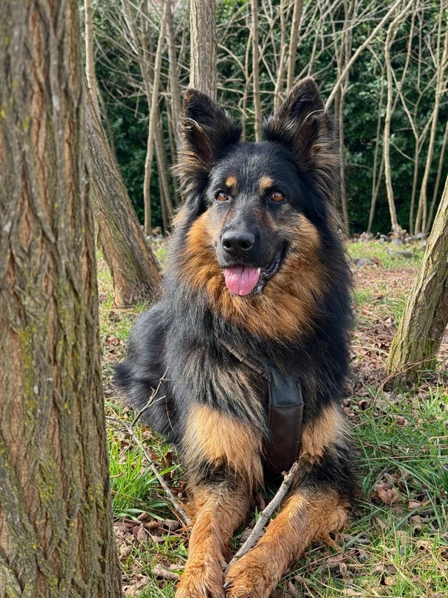 お外でにっこり笑顔。ボヘミアンシェパードのReyちゃん（画像提供：Miniさん）