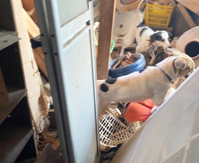 2021年に発見された奄美大島の多頭飼育崩壊現場