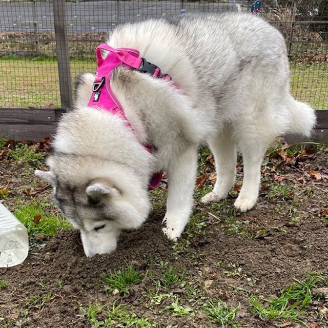 ドッグランに行って、ランをせず穴掘りをするシルビアちゃん（提供：ハマジさん）