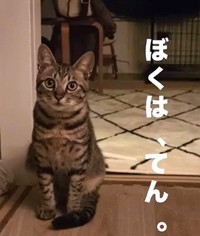 テンくんは、飼い主さんの人生を変えた存在（テンくんの飼い主さん、Instagramよりキャプチャ撮影）