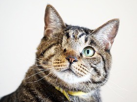 片目の“招き猫”「まねちゃん」　夫婦を獣医、小説家へと導く