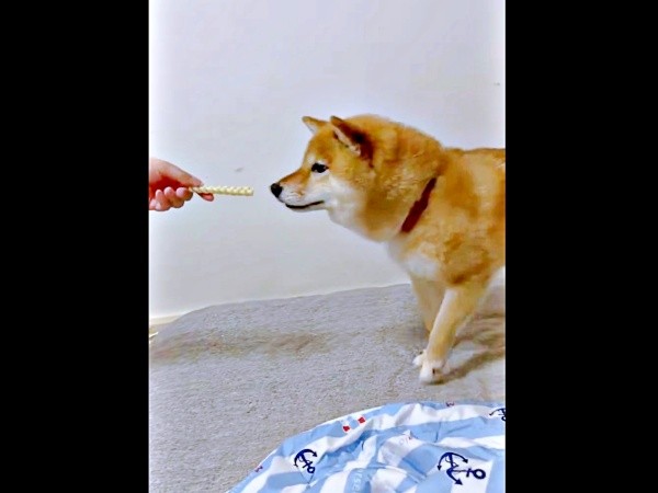 「このおやつは久しぶり」 ニオイをかぐポンちゃん（画像提供：柴犬 ポン2さん）