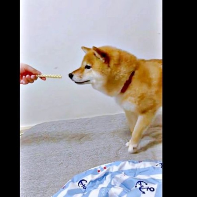 「このおやつは久しぶり」 ニオイをかぐポンちゃん（画像提供：柴犬 ポン2さん）