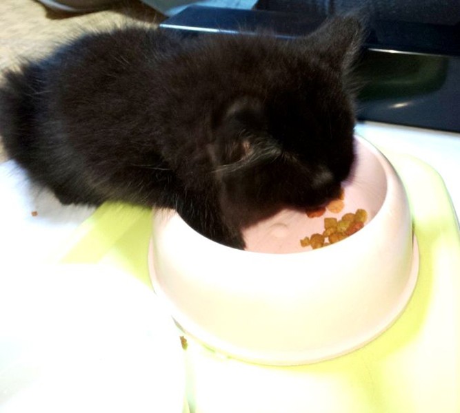 器に前脚をいれて食べています（利恵さん提供）