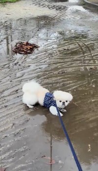 雨の日の散歩中、突然歩くのをやめたペキニーズのすこ麻呂くん…この後どうなる？（すこやか 麻呂さん提供、Xよりキャプチャ撮影）