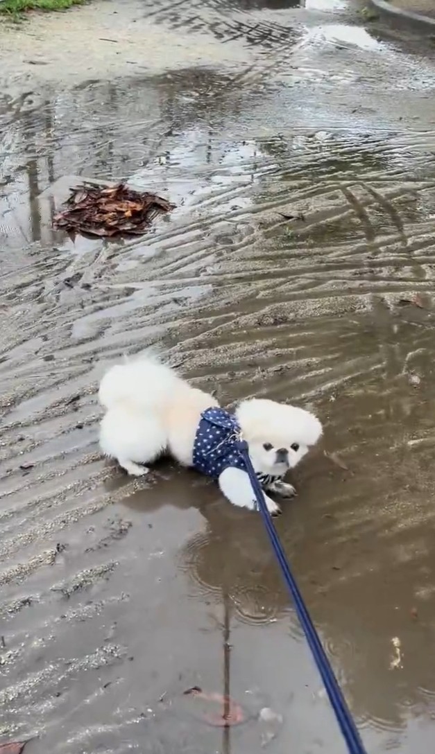 雨の日の散歩中、突然歩くのをやめたペキニーズのすこ麻呂くん…この後どうなる？（すこやか 麻呂さん提供、Xよりキャプチャ撮影）