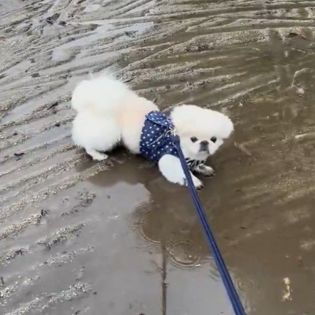 雨の日の散歩中、突然歩くのをやめたペキニーズのすこ麻呂くん…この後どうなる？（すこやか 麻呂さん提供、Xよりキャプチャ撮影）