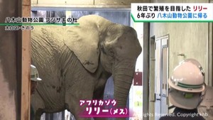 アフリカゾウのリリー　６年ぶりに仙台市八木山動物公園に里帰り