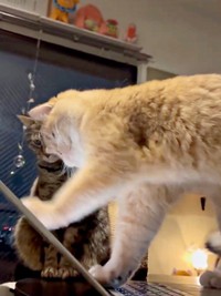 夢中になった肉太郎くんがパソコン画面にタッチ！（画像提供：肉太郎さん）