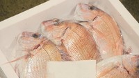 4日が強風だったため魚は入荷が少なかった