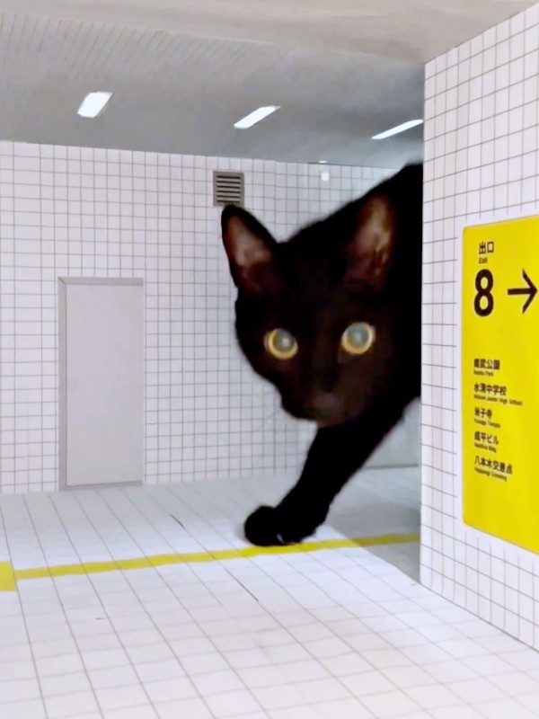 カメラを向ける飼い主さんのほうをじっと見つめる黒猫・ノアールちゃん（画像提供：ティグノアさん）